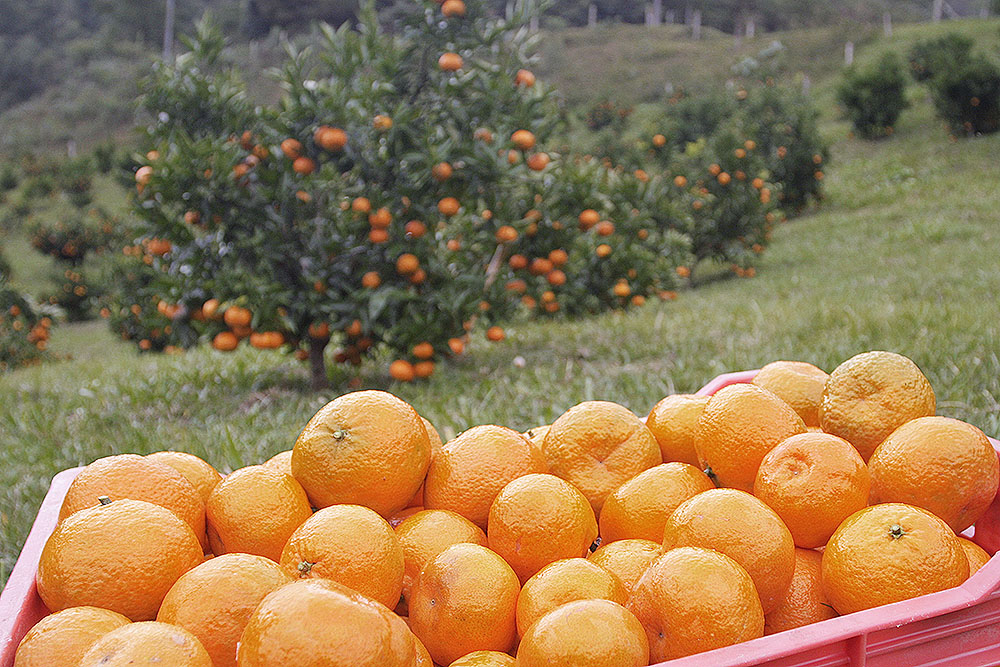 Caixa de frutas cheia de tangerinas Clemenules com árvores carregadas de frutos ao fundo