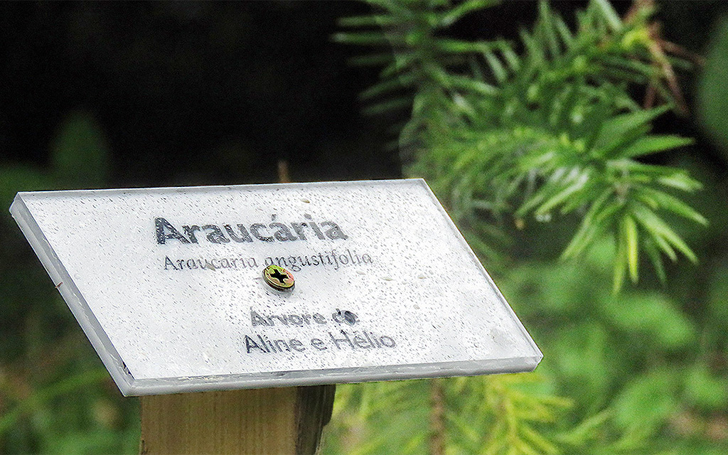 Placa de identificação de uma  muda de araucária plantada por hóspedes da Pousada Pedras Rollantes em Alfredo Wagner